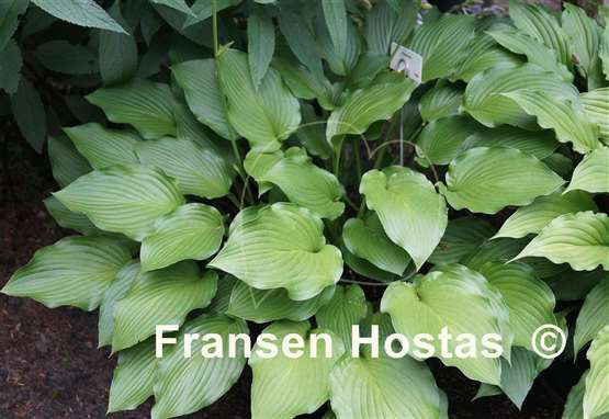 Hosta Fujibotan